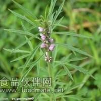 益母草粉   益母草浸膏