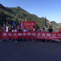 松子仁提取物 松子仁粉 食品原料