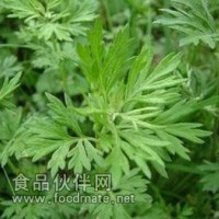艾叶粉 艾叶提取物