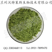 现货供应 菠菜粉 菠菜粉