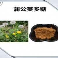蒲公英提取物 蒲公英多糖 厂家发货 可定制