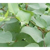 虎杖提取物 白藜芦醇