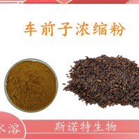 车前子浓缩粉 车前子提取物 斯诺特厂家供应 可定制生产
