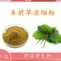 车前草浓缩粉 车前草提取物 斯诺特生产 种类多可定制生产
