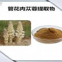 管花肉苁蓉提取物 管花肉苁蓉粉 比例提取