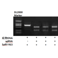 SpCas9突变体SpRY-NLS蛋白
