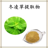 冬凌草粉 全水溶喷雾干燥粉末 库存充足 可提供小样试用