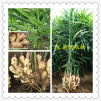 干姜粉的价格