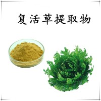 复活草提取物 全水溶喷雾干燥粉 斯诺特工厂 库存充足 可试样