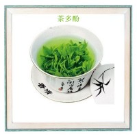 绿茶提取物 抹茶粉 茶多酚