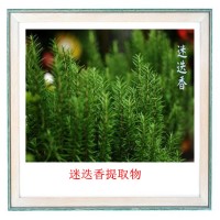 迷迭香提取物厂家