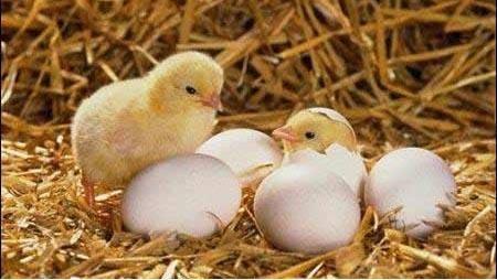 小鸡孵化-水解蛋黄粉起作用