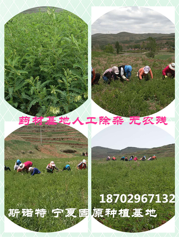 基地人工除杂照片_副本.jpg