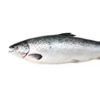 挪威冰鲜三文鱼每周空运三文鱼挪威鲑鱼三文鱼批发三文鱼工厂