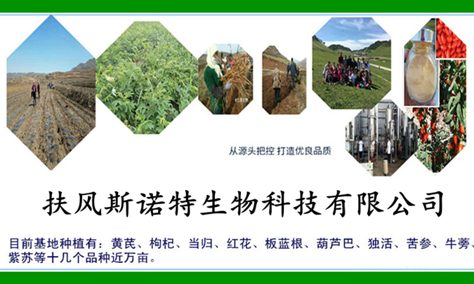 扶风斯诺特