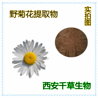 水溶性野菊花粉 厂家生产定做山菊花浓缩浸膏