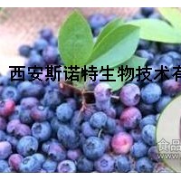 蓝莓粉 蓝莓果粉 斯诺特生物 现货 可试样