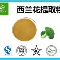 西兰花提取物 青花椰菜提取物 斯诺特集团 天然原料粉
