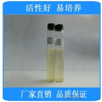 白色念珠菌[ATCC90028][白假丝酵母]标准菌株