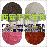水溶性水芹菜天然提取物粉水芹菜浓缩汁粉