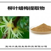 柳叶蜡梅提取物 比例提取 可定制 柳叶蜡梅粉