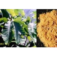 黄柏提取物 黄柏粉 黄柏精