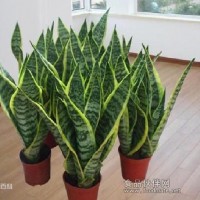 虎尾兰提取物