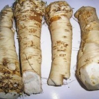 辣根原粉、辣根提取物粉