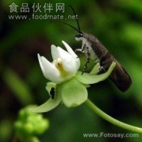 隔山撬提取物