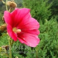 牡丹皮提取物