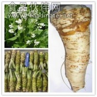 辣根菜提取物     辣根菜浸膏粉