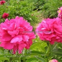 芍药提取物