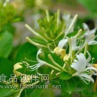 金银花粉