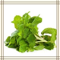薄荷提取物 全水溶喷雾干燥粉 可免费提供样品试用