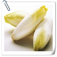 菊苣提取物 全水溶喷雾干燥粉 可免费提供样品试用