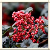 花椒提取物 全水溶喷雾干燥粉 可免费提供样品试用