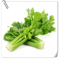 芹菜提取物 全水溶喷雾干燥粉末 库存充足 可免费试样