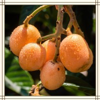 枇杷提取物 全水溶喷雾干燥粉末 库存充足 可免费试样