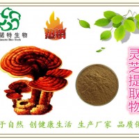 灵芝提取物 10:1 灵芝多肽 灵芝破壁孢子粉