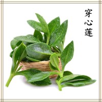 穿心莲提取物 全水溶喷雾干燥粉末 资质齐全 可提供小样