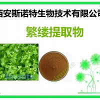 繁缕提取物 原料提取加工 斯诺特包邮