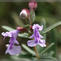小米草提取物  小米草黄酮