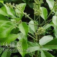 牡荆叶提取物