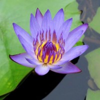 蓝莲花提取物 蓝莲花黄酮5% 蓝莲花粉