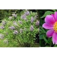 南瓜提取物南瓜多糖-价格