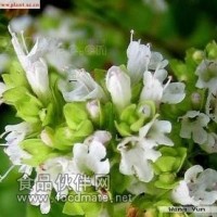 百里香提取物-厂家  价格优惠