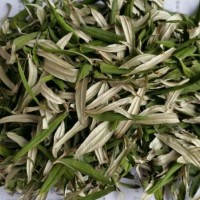 沙棘叶粉  沙棘叶 沙棘叶提取物