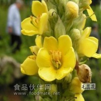 毛蕊花提取物-厂家