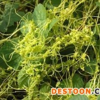 菟丝子提取物-厂家  菟丝子浓缩粉