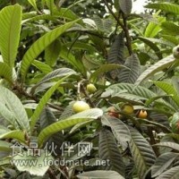 吴茱萸提取物-厂家   吴茱萸浸膏